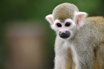 Fotokurs mit Fototour: Zoo